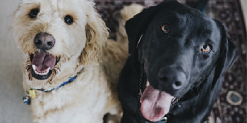 Two dogs sitting on a rug